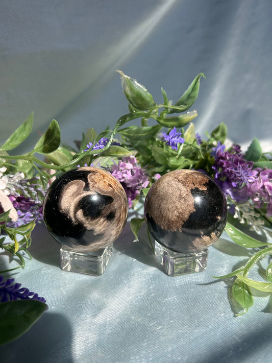 PETRIFIED PALM ROOT SPHERES