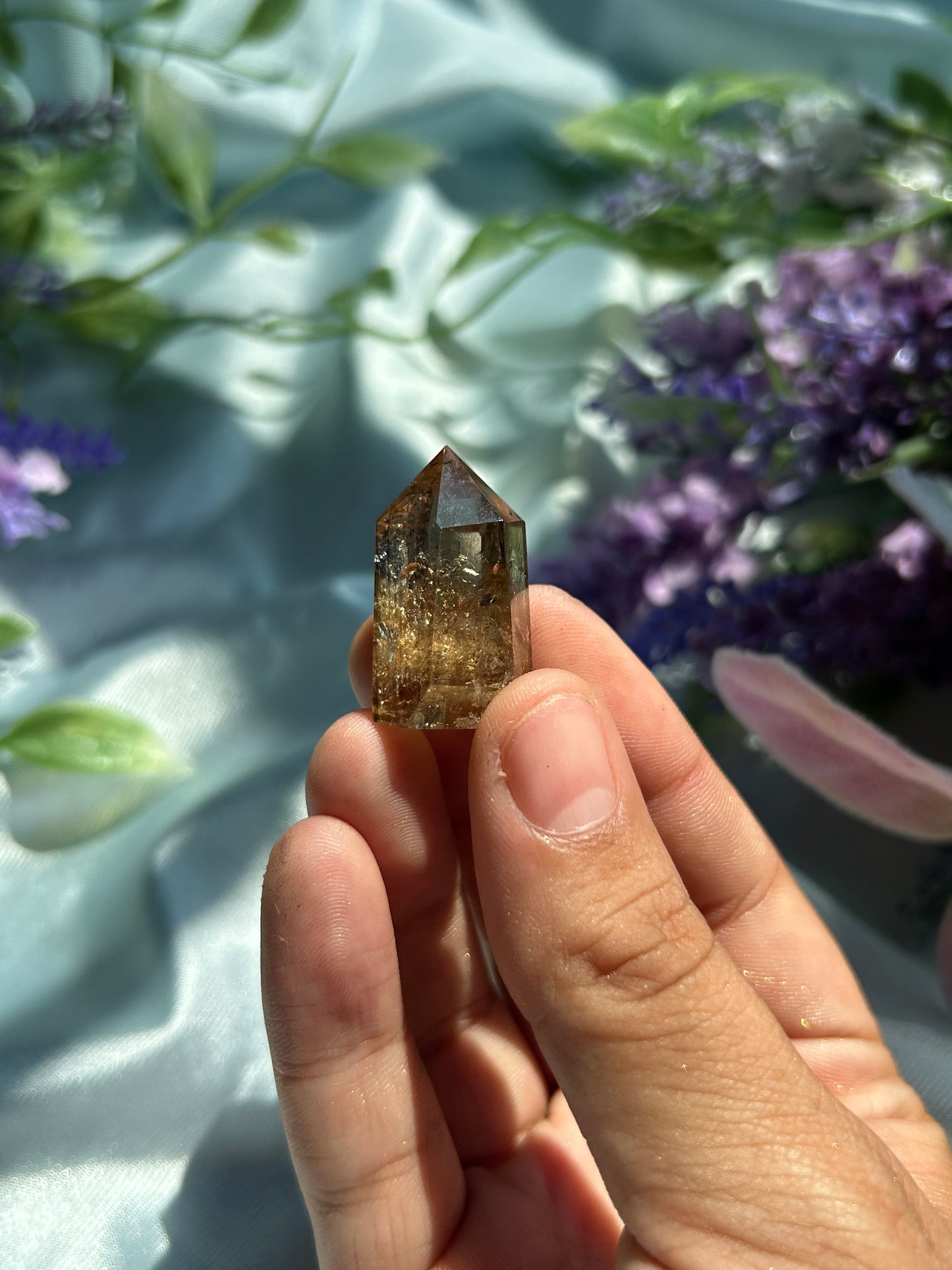 CHRYSALIS•COLLECTION