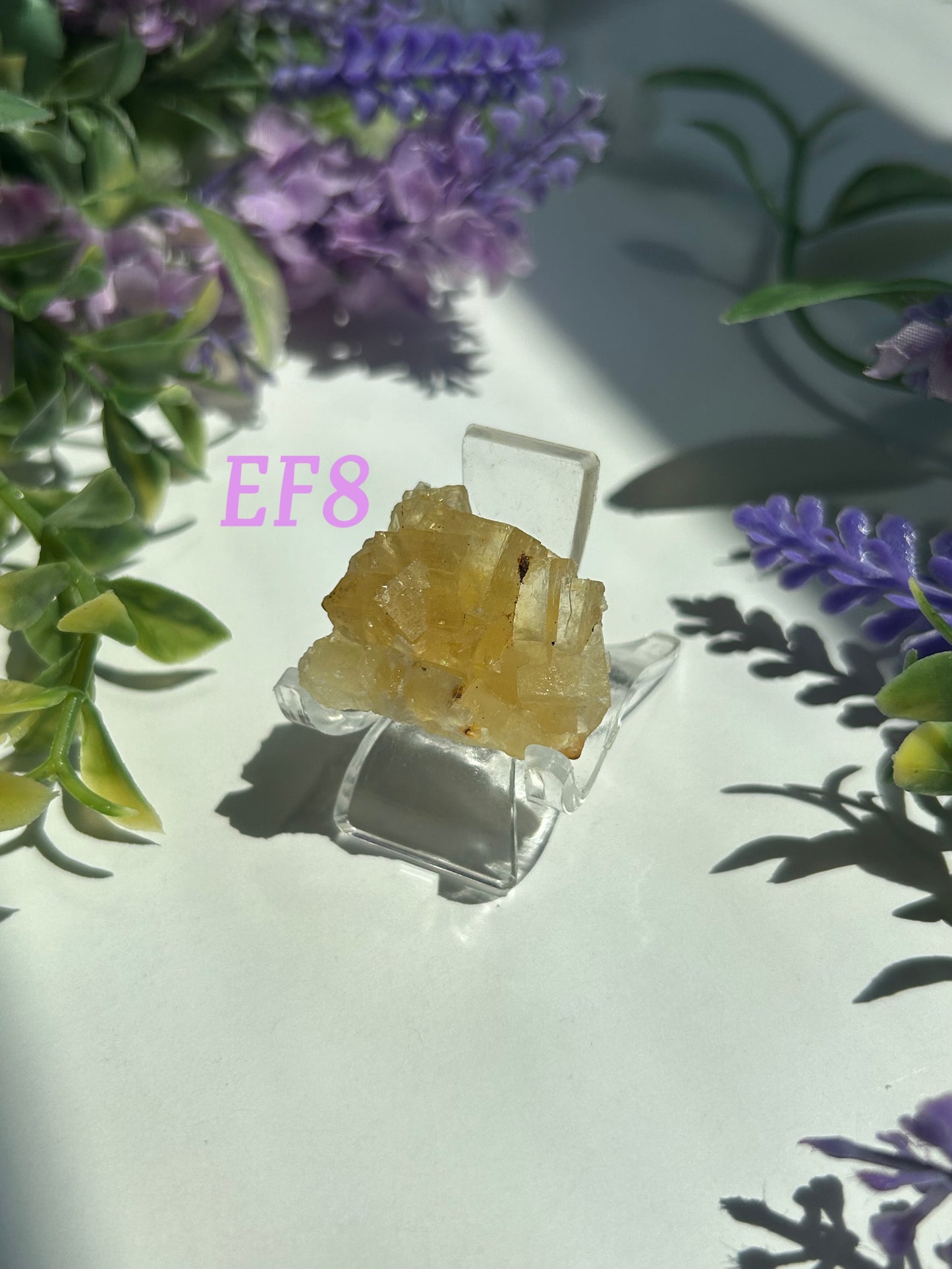 GOLDEN YELLOW FLUORITE SPECIMENS (from the Moscona Mine, Spain)